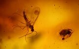 Two Fossil Flies, a Spider and a Mite in Baltic Amber #159763-4